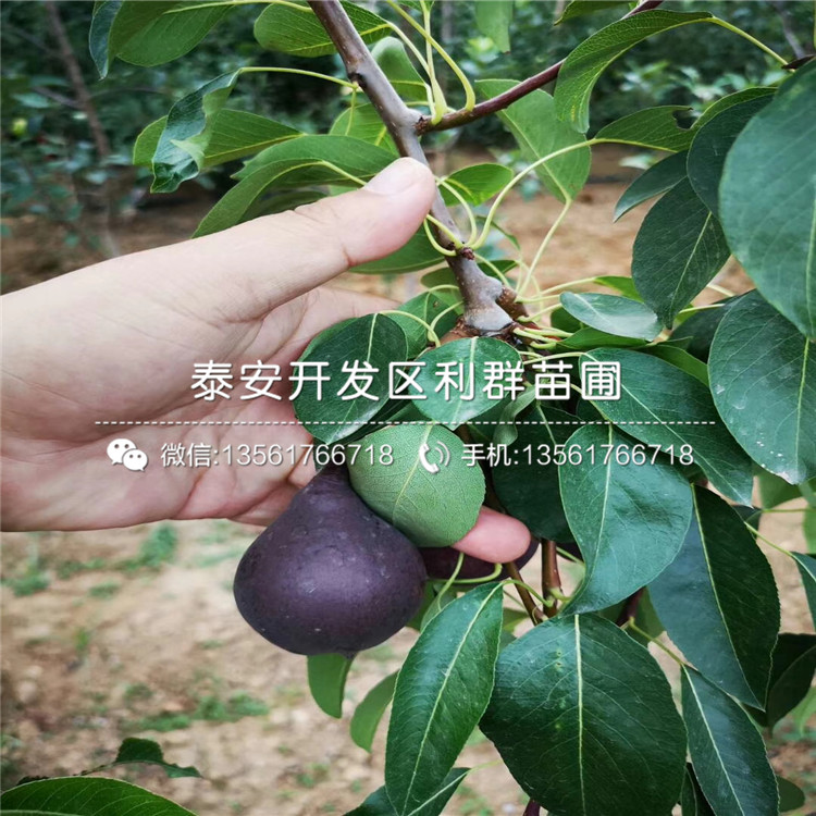 哈里森藍(lán)莓苗銷售基地
