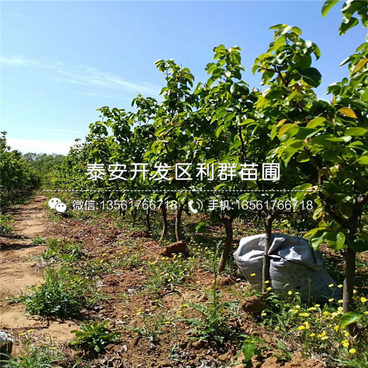 山東黃梨苗、黃梨苗出售