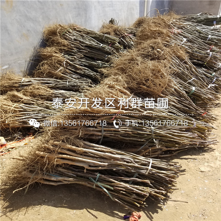 山東2019年板栗樹苗批發(fā)價(jià)格、山東2019年板栗樹苗批發(fā)基地
