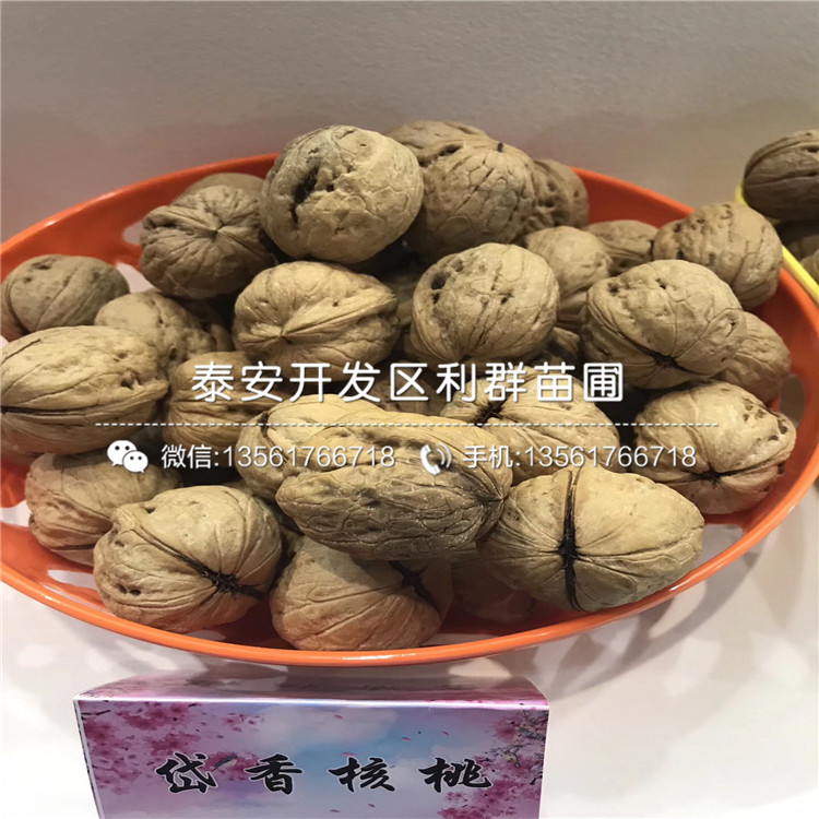 哪里有15公分無花果樹苗出售、2019年15公分無花果樹苗多少錢一棵