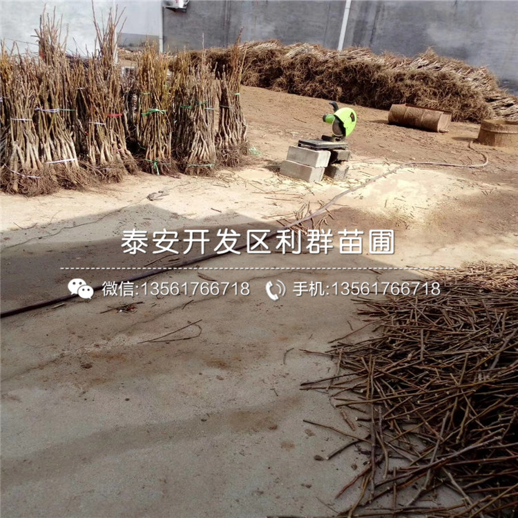 秋月梨樹苗出售批發(fā)基地