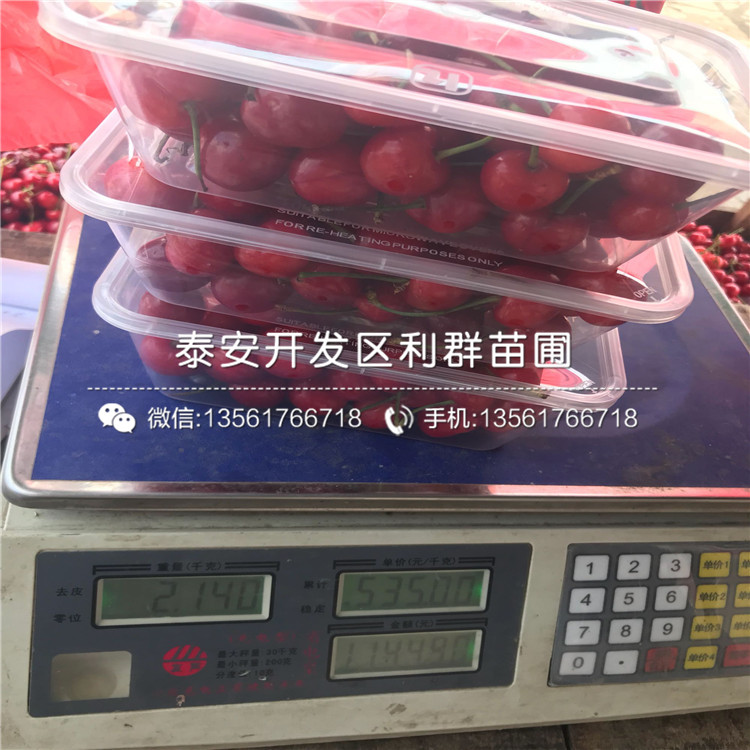無花果苗批發(fā)價格、無花果苗批發(fā)價格多少