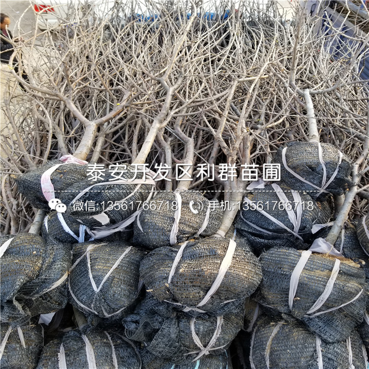 紅將軍蘋果樹苗出售價格多少