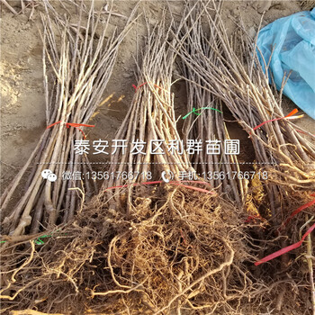 2019年牛心柿子苗、牛心柿子苗多少錢一棵