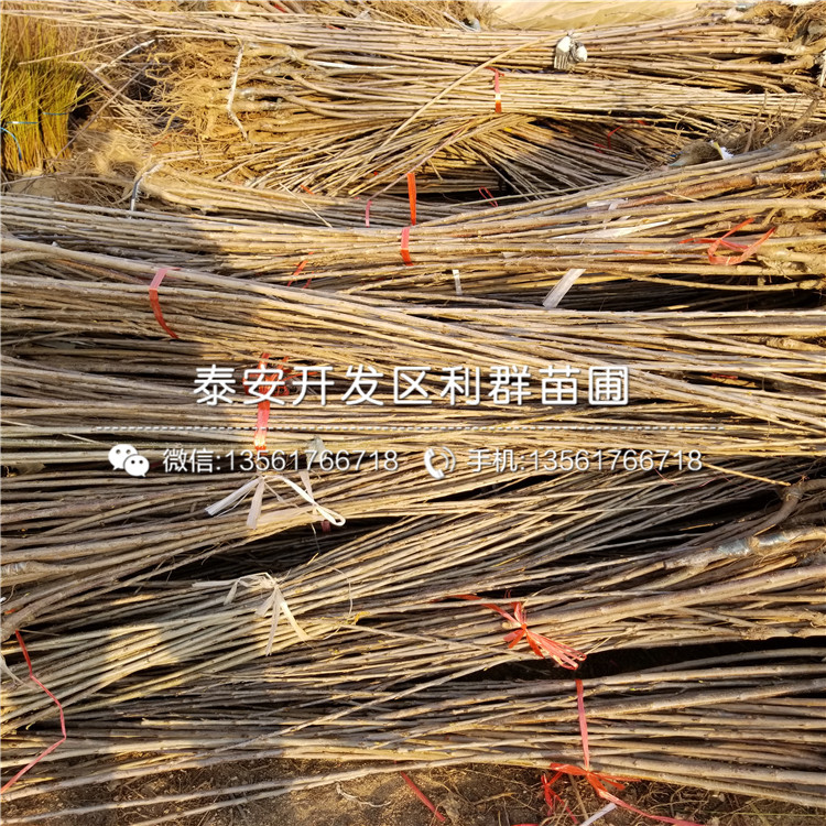 山東0.5公分花椒樹苗品種、山東0.5公分花椒樹苗價格多少