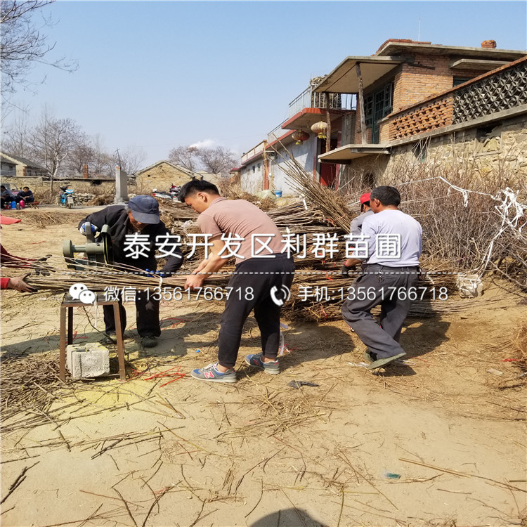 2019年艾文藍藍莓苗價格多少