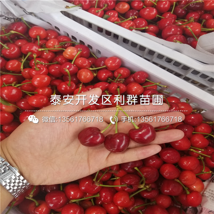 秋月梨樹苗多少錢一棵、2019年秋月梨樹苗多少錢