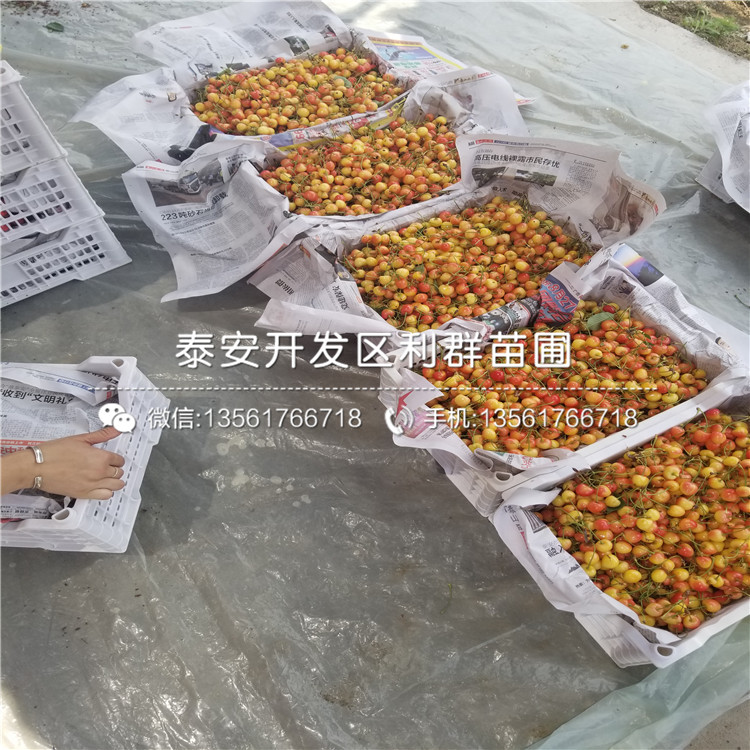黑琥珀李子苗批發(fā)、黑琥珀李子苗出售基地