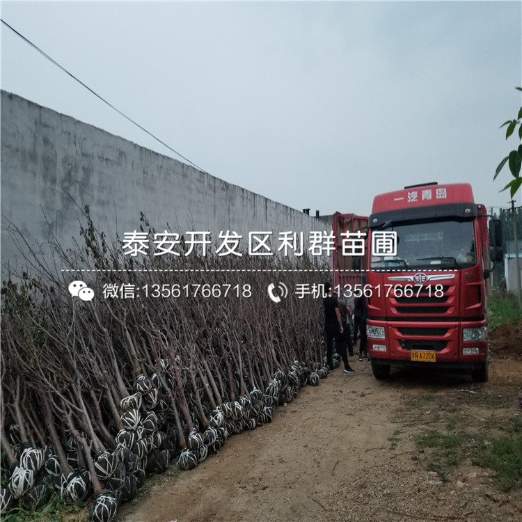 山東雙矮蘋果苗多少錢