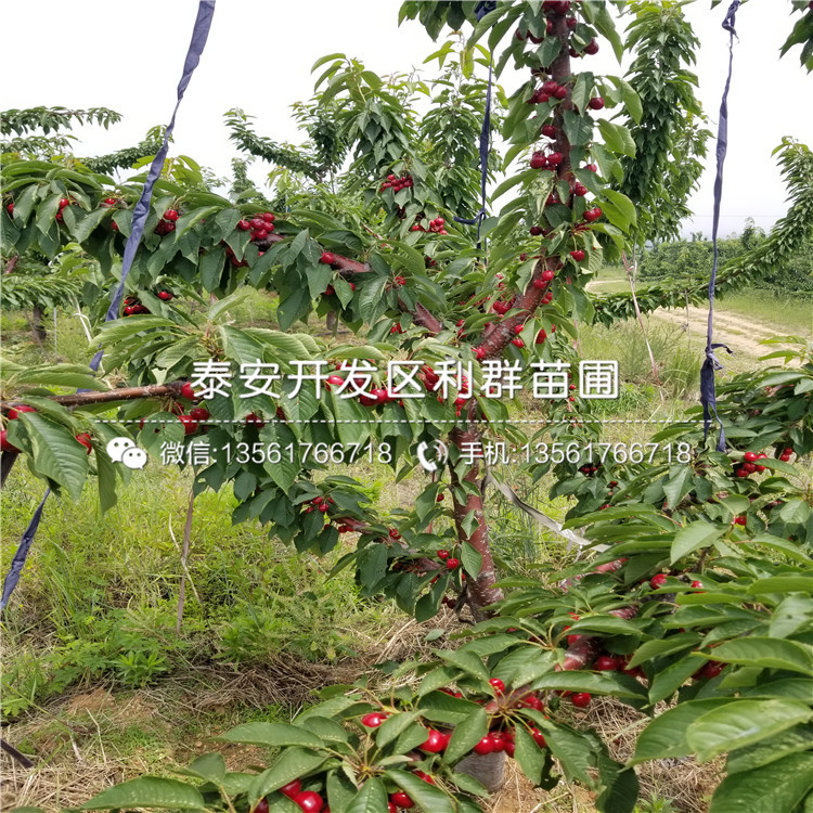 15公分李子樹苗出售價格、2019年15公分李子樹苗價格