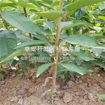 2019年莱克西蓝莓苗品种