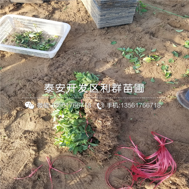 出售板栗樹苗、出售板栗樹苗出售基地