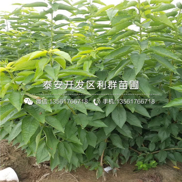 日紫無花果樹苗批發(fā)價格多少