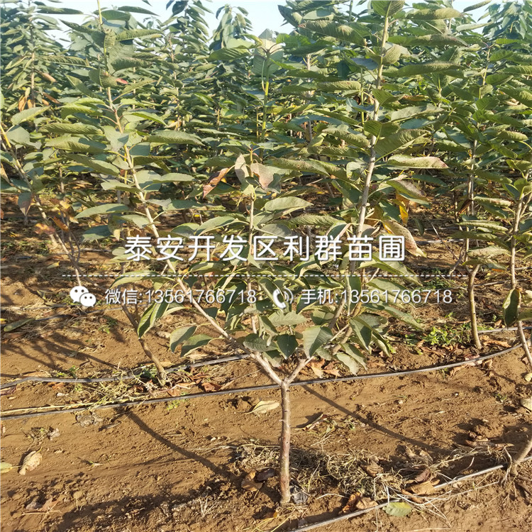 紅星梨樹苗多少錢一棵、紅星梨樹苗出售基地