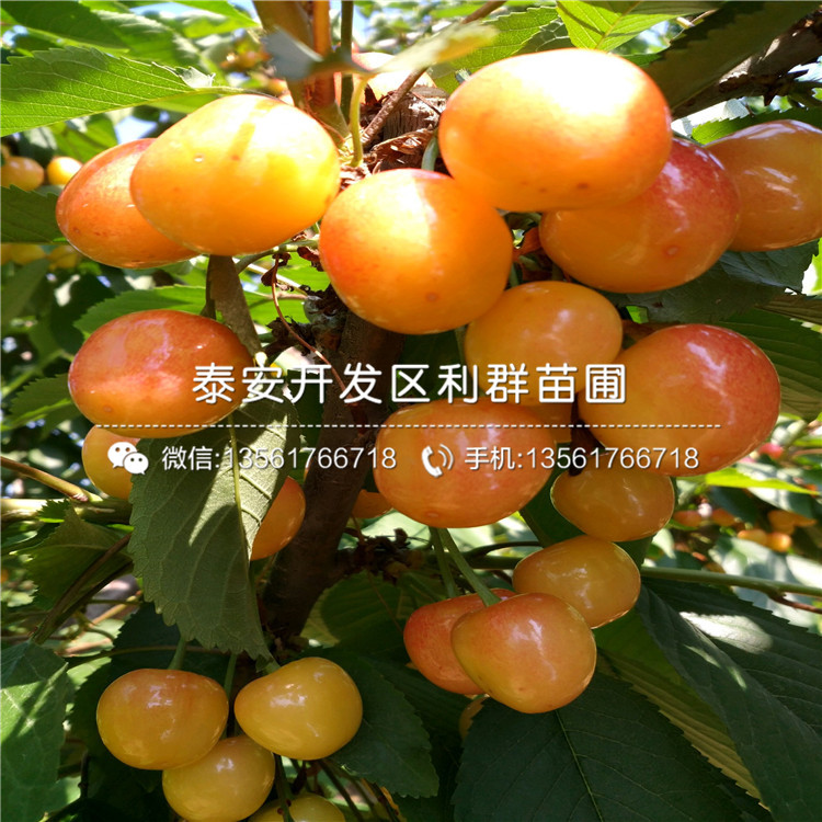 2019年秋月梨樹苗價格、今年秋月梨樹苗多少錢一棵