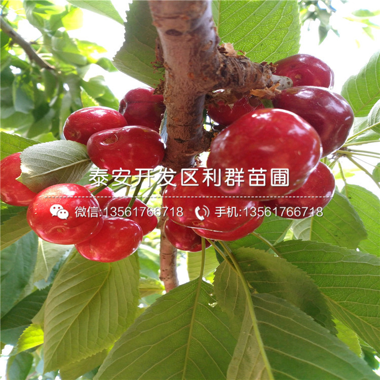 紅將軍蘋果樹苗出售價格多少