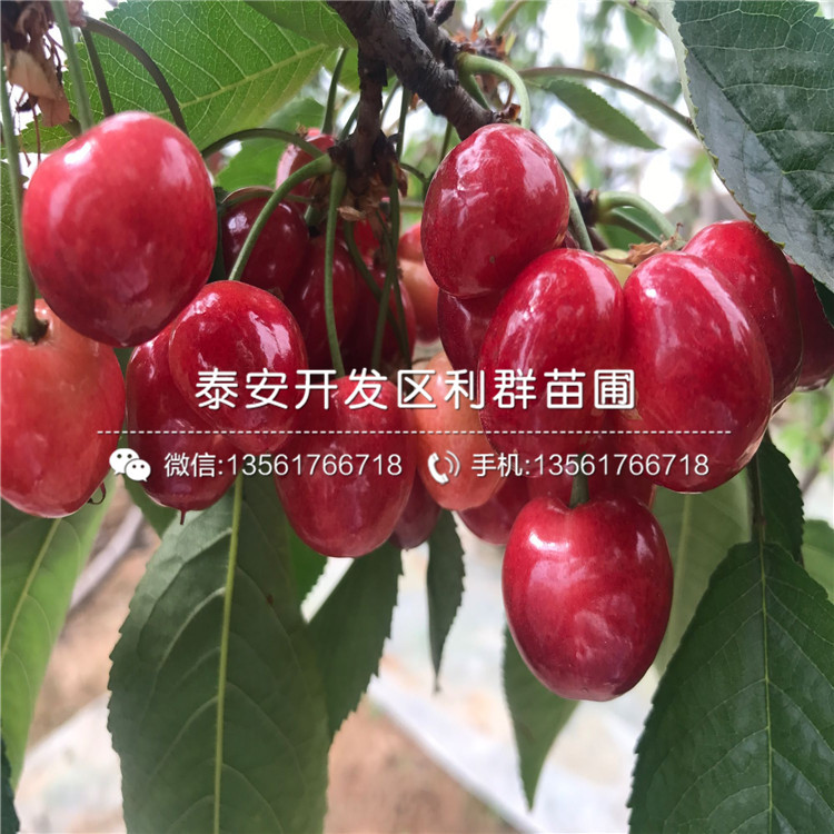 2019年石豐板栗樹苗基地