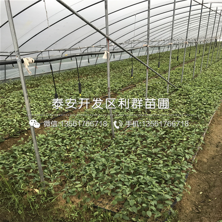 山東0.8公分花椒樹苗報(bào)價(jià)