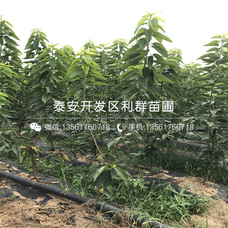 沙漠王無(wú)花果苗多少錢(qián)一棵、沙漠王無(wú)花果苗出售基地