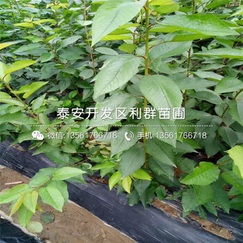 8公分香椿樹苗多少錢一棵