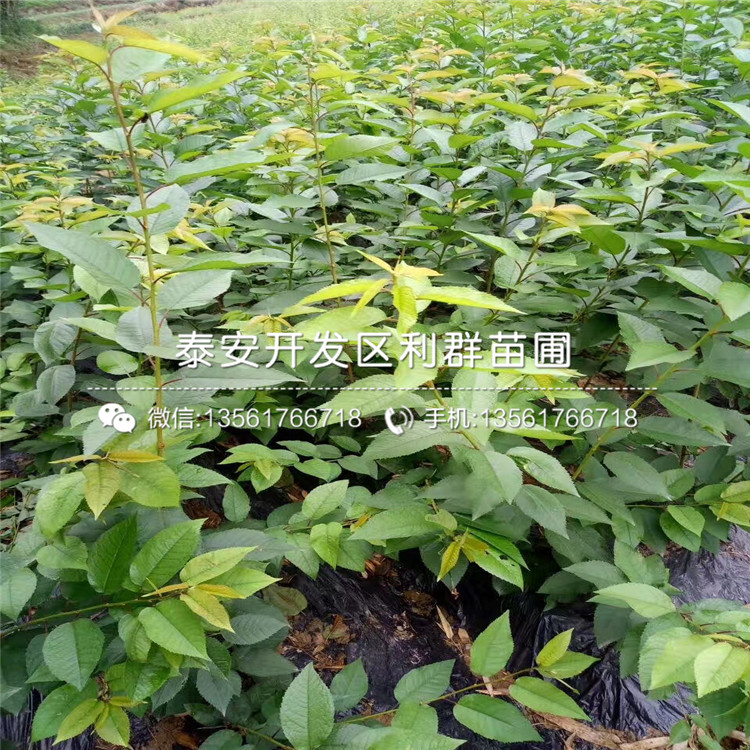 哪里有賣矮化m26蘋果樹苗、矮化m26蘋果樹苗價(jià)格多少