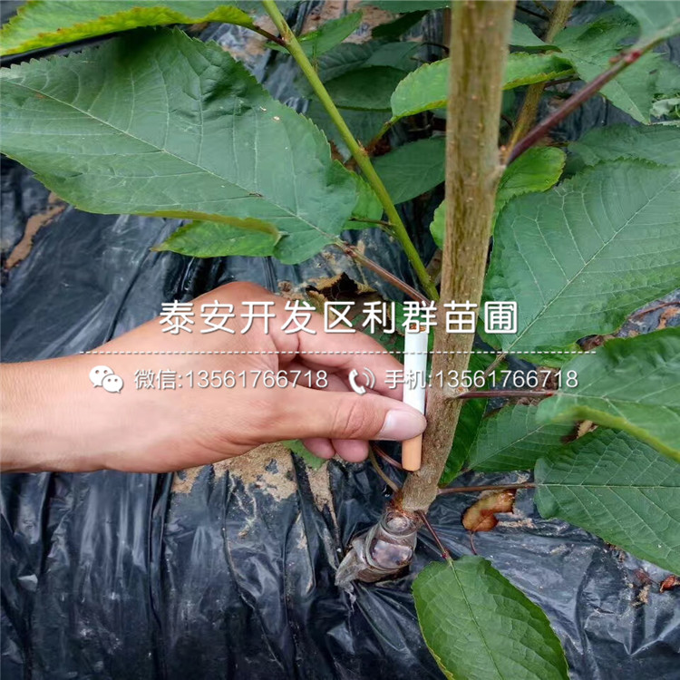 3公分山东无花果苗多少钱一棵