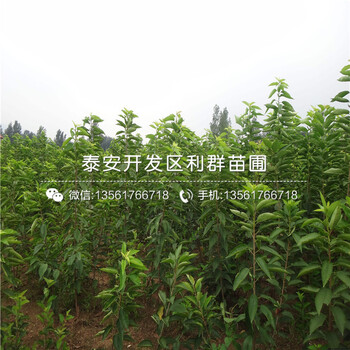 3年藍莓苗出售、3年藍莓苗價格多少
