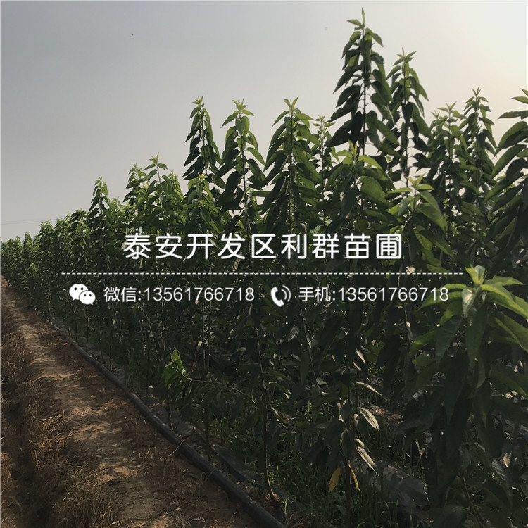 大棚香椿苗出售價(jià)格、大棚香椿苗出售基地