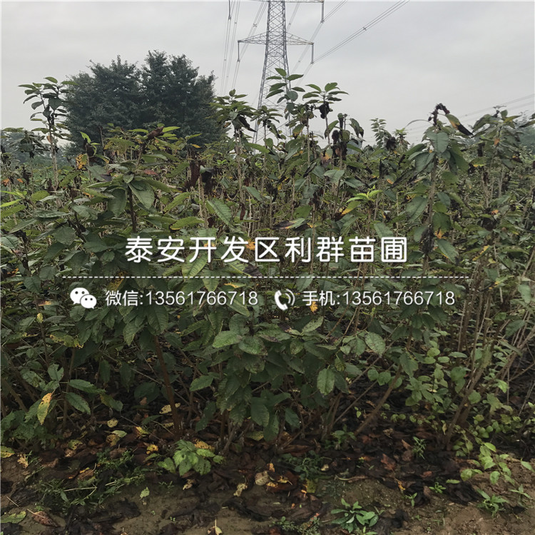 2019年伊丽莎白蓝莓苗价格是多少