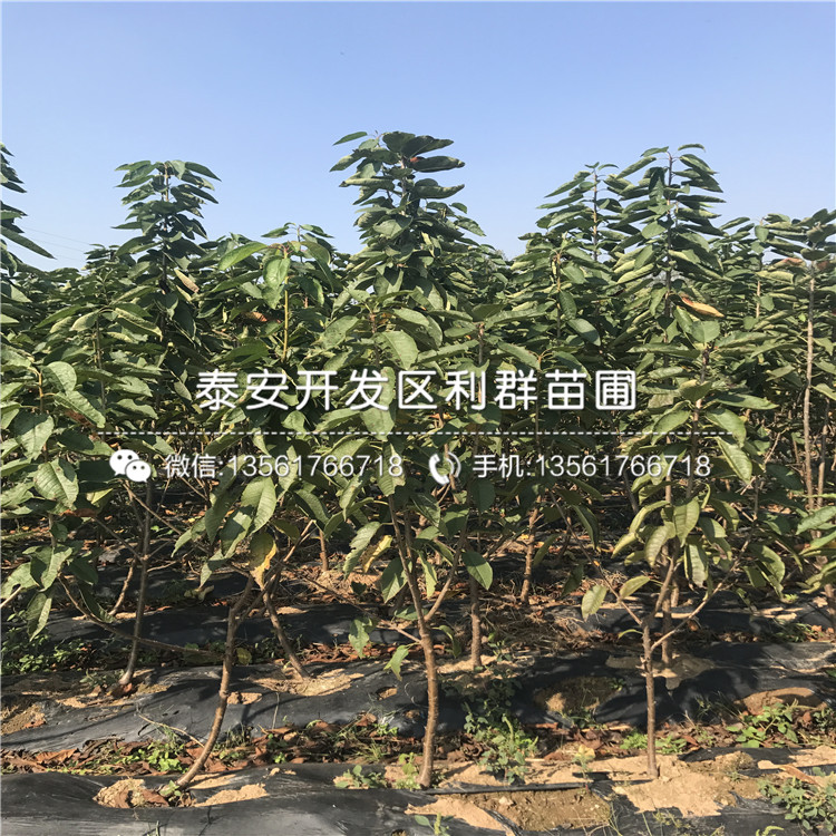 泰安藍莓苗多少錢一棵、泰安藍莓苗批發(fā)價格