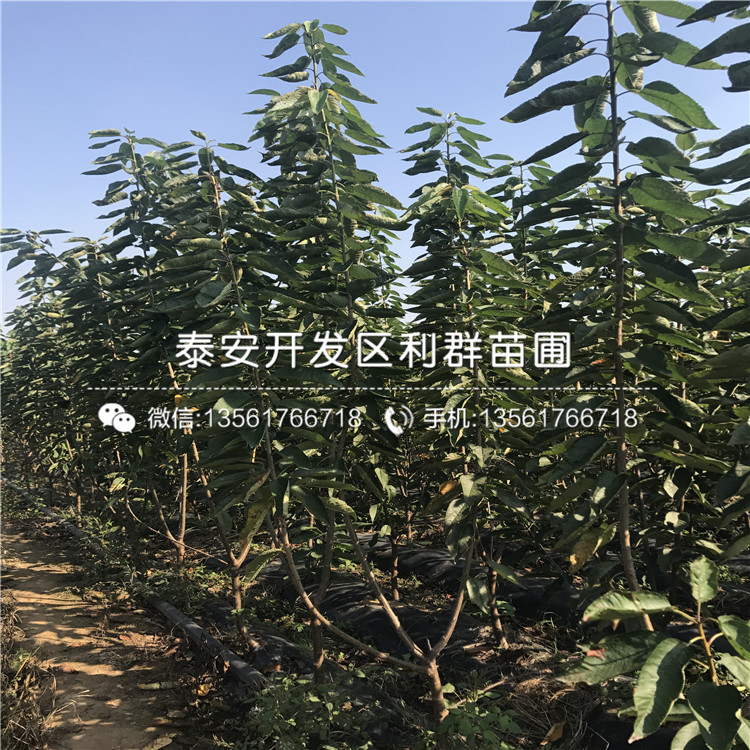 藍美人藍莓樹苗新品種、2019年藍美人藍莓樹苗價格