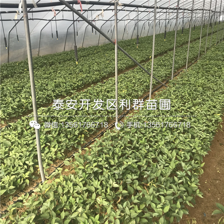 60公分高花椒樹(shù)苗新品種、2019年60公分高花椒樹(shù)苗多少錢(qián)一棵