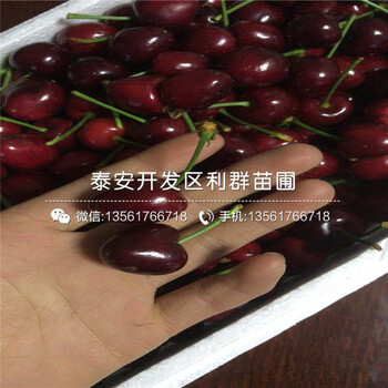 脫毒藍(lán)莓苗新品種、脫毒藍(lán)莓苗價(jià)格是多少