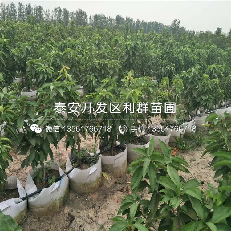 2019年半邊紅李子樹苗價格