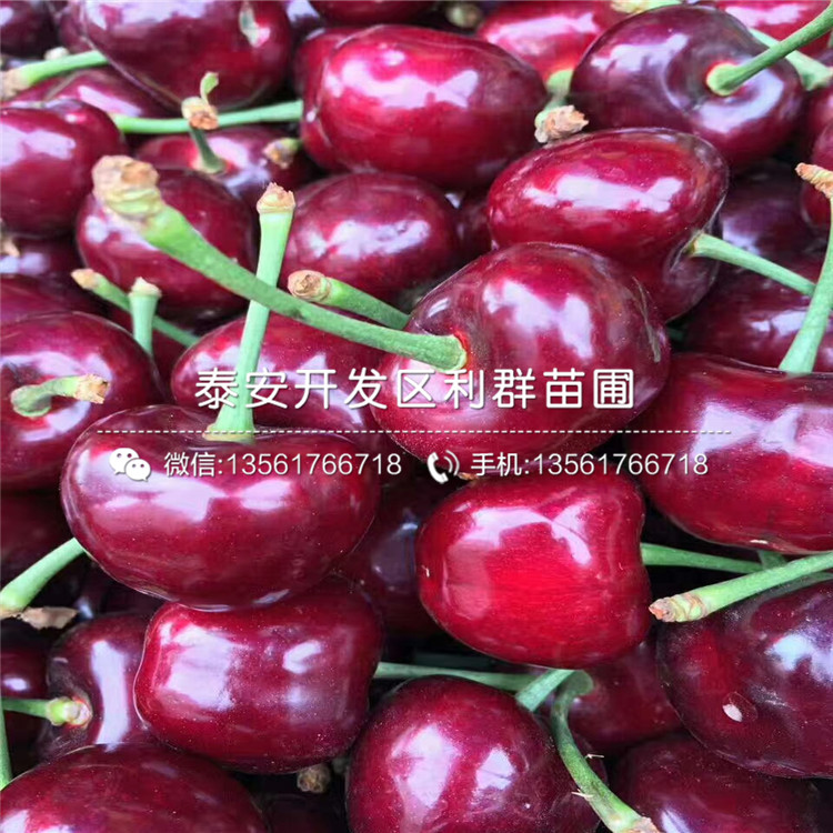 紅貴陽李子樹苗哪里有賣、紅貴陽李子樹苗多少錢一棵