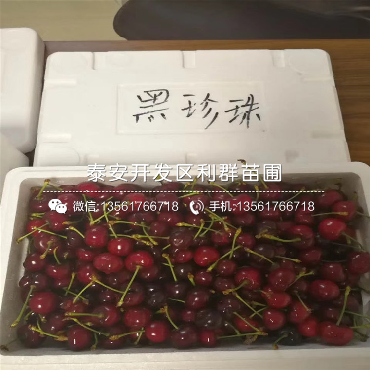 早酥紅梨樹苗、2019年早酥紅梨樹苗報價