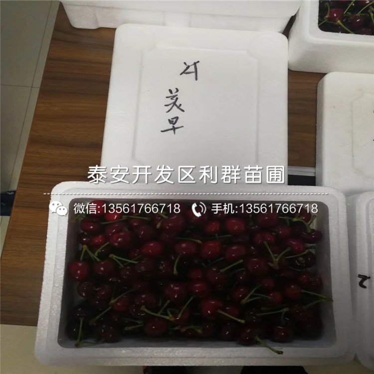 山東紅芽香椿苗品種、山東紅芽香椿苗新品種