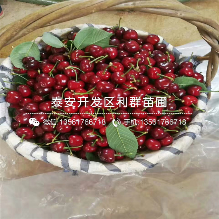 紅寶石李子苗、紅寶石李子苗批發(fā)價(jià)格