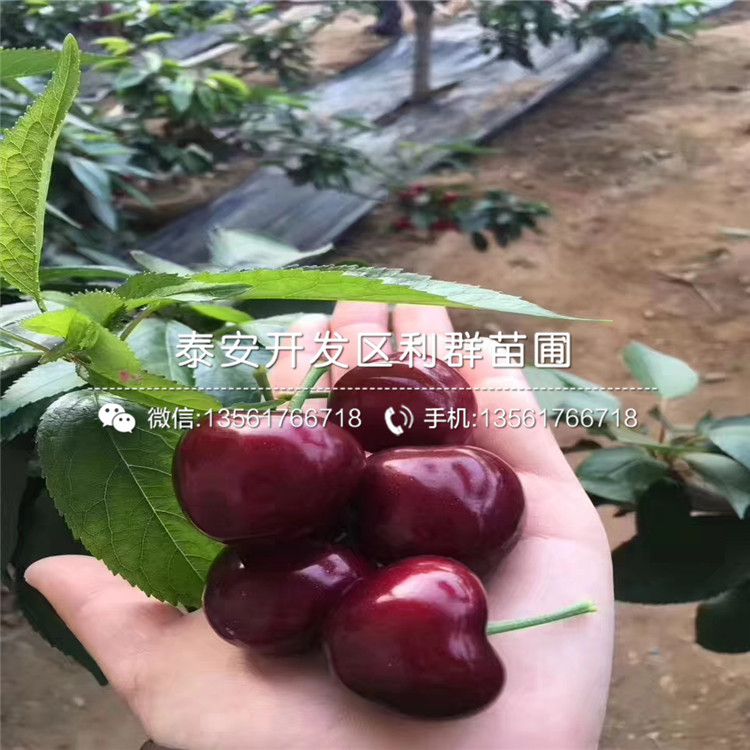 新品種15公分蘋果苗、15公分蘋果苗價(jià)格是多少