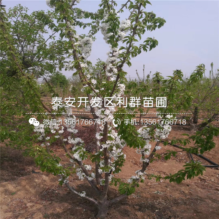 梨樹、梨樹價格及報價