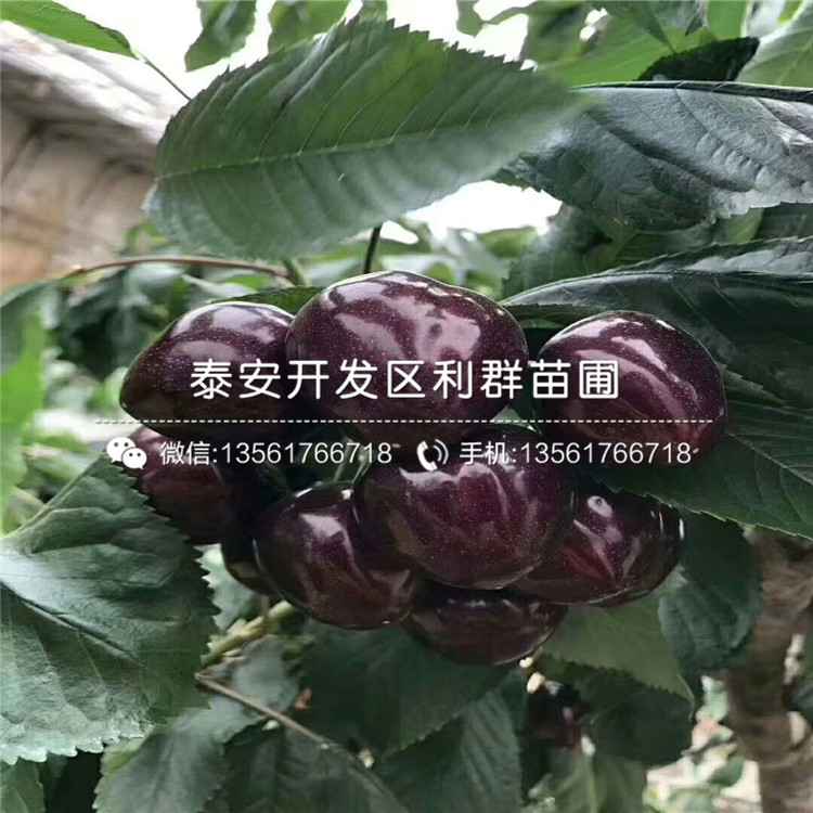 山東喜來藍(lán)莓樹苗出售價(jià)格多少
