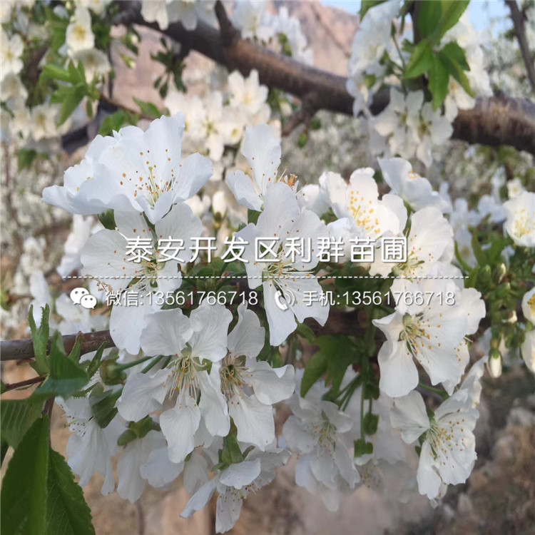 早酥紅梨樹苗、2019年早酥紅梨樹苗報價