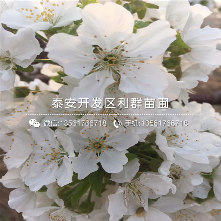 盆栽藍(lán)莓苗價(jià)錢是多少