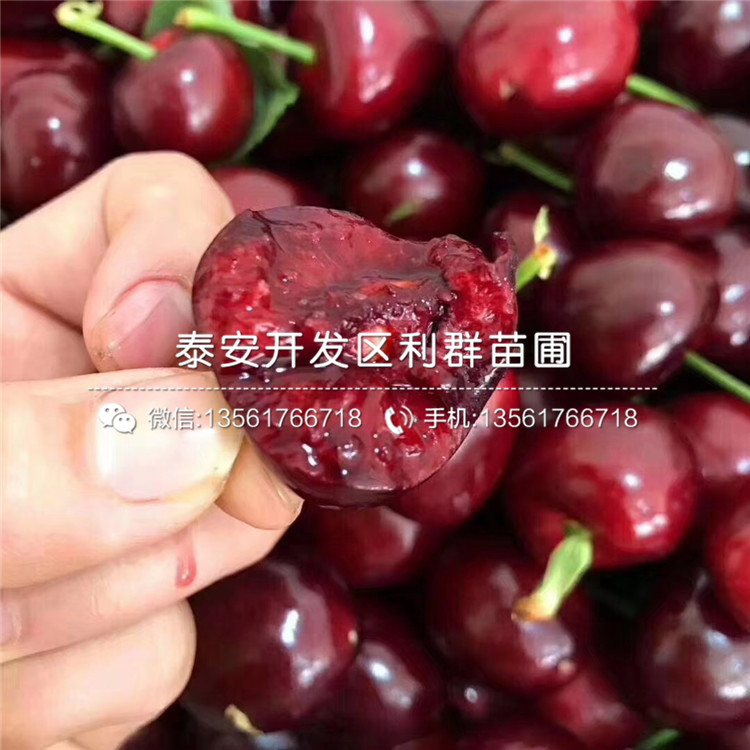 哈里森藍(lán)莓苗銷售基地