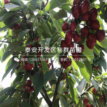 紅芽香椿樹(shù)苗、紅芽香椿樹(shù)苗報(bào)價(jià)