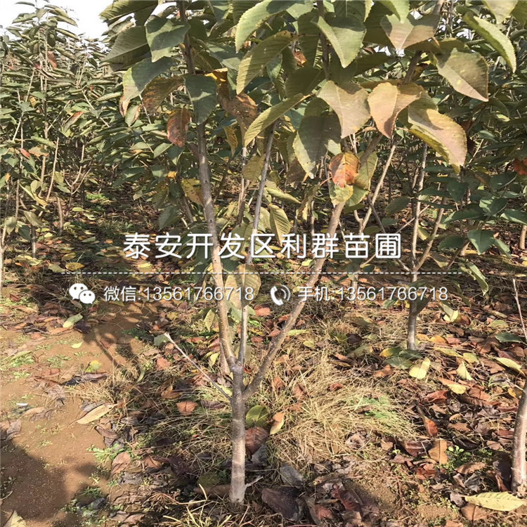 2019年珠宝蓝莓树苗价格多少