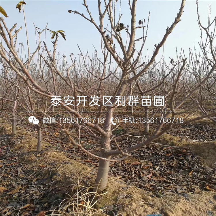 山東雙矮蘋果苗多少錢