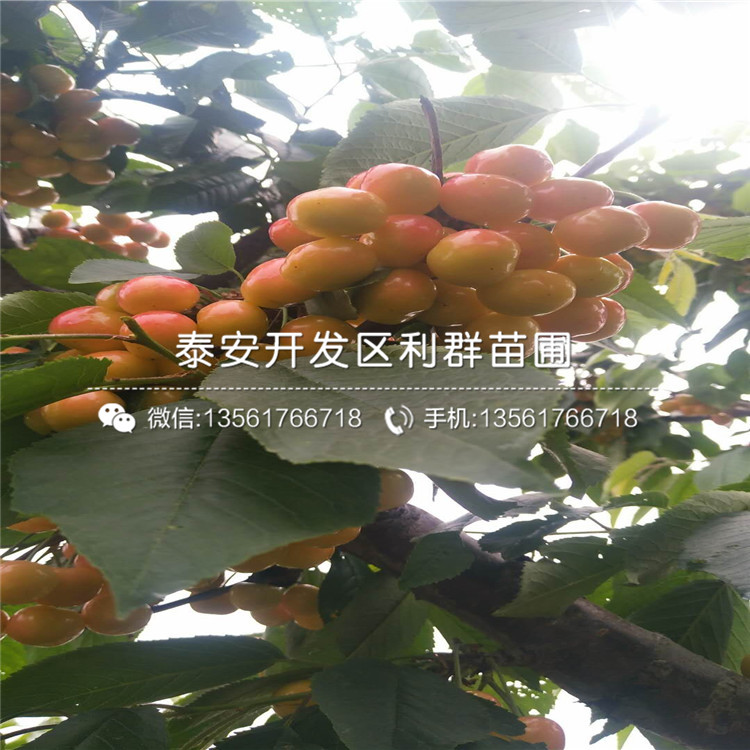 新品種4公分香椿樹苗、新品種4公分香椿樹苗價格