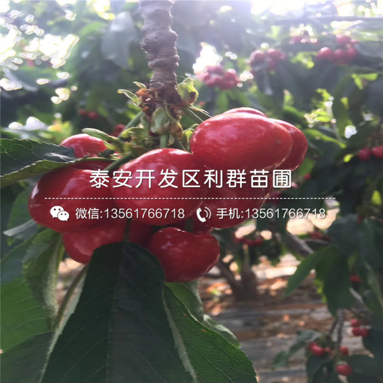坤藍(lán)藍(lán)莓樹(shù)苗品種