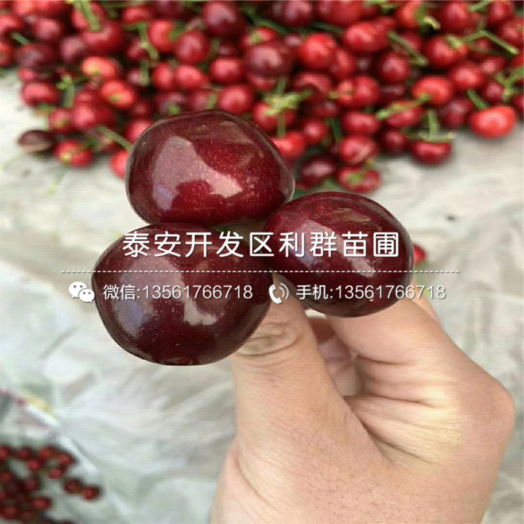 愛國者藍(lán)莓樹苗哪里有賣、愛國者藍(lán)莓樹苗多少錢一棵